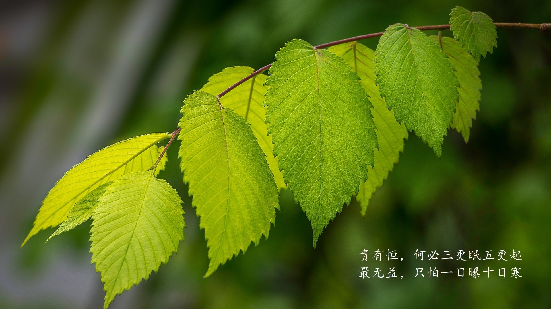随机维尼修斯连续7场进球狂飙，带领皇马气势如虹