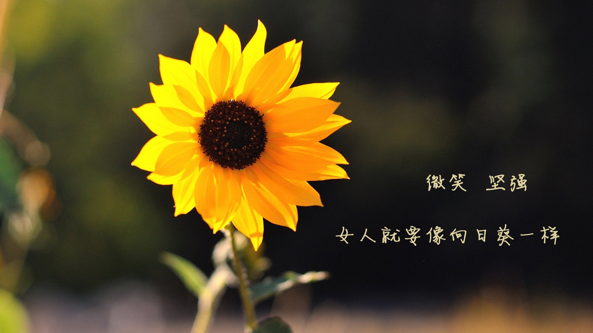 开云中国-里奇盛赞科雷亚，那不勒斯新星展露锋芒，那不勒斯vs里耶卡